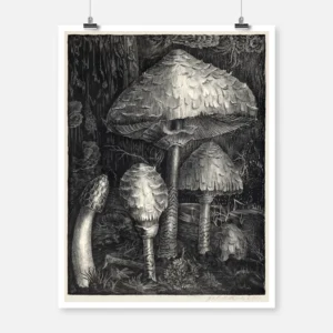 Mushrooms Poster