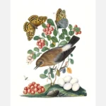 Northern Wheatear Cowberry Poster