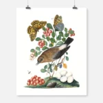 Northern Wheatear Cowberry Poster