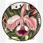 Orchideae Denusblumen Poster