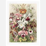 Orchideae Denusblumen Poster