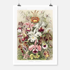 Orchideae Denusblumen Poster