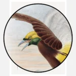 Paradisea Papuana Papuana Bird of Paradise Poster