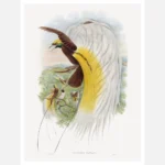 Paradisea Papuana Papuana Bird of Paradise Poster