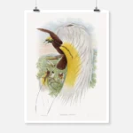 Paradisea Papuana Papuana Bird of Paradise Poster