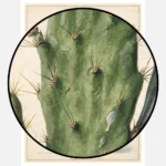 Pear Cactus in Bloom Poster