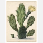 Pear Cactus in Bloom Poster