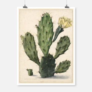 Pear Cactus in Bloom Poster