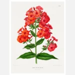 Phlox Hyb. Boule de Feu Poster