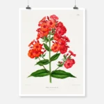 Phlox Hyb. Boule de Feu Poster