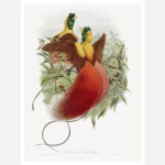 Red Bird of Paradise 1875 Poster