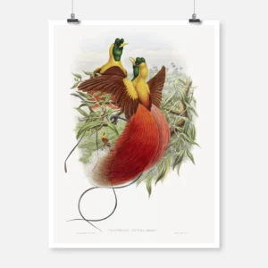 Red Bird of Paradise 1875 Poster