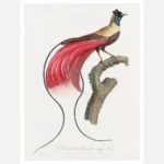 Red Bird of Paradise Poster