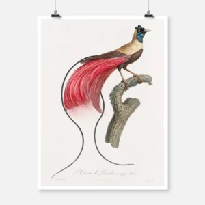 Red Bird of Paradise Poster