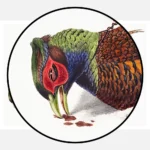 Ring Necked Pheasant Poster