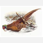 Ring Necked Pheasant Poster