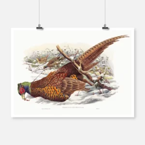 Ring Necked Pheasant Poster