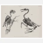 Skeletons of Two Varieties of Birds Poster