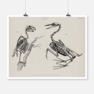 Skeletons of Two Varieties of Birds Poster