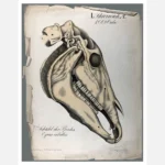 Skull of a Horse Poster