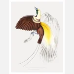 Small Paradise Bird of Paradise Poster