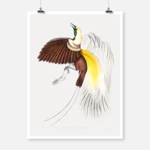 Small Paradise Bird of Paradise Poster