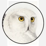 Snowy Owl Poster