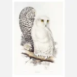 Snowy Owl Poster