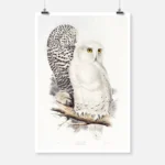 Snowy Owl Poster