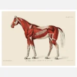 Superficial Layer of Muscles Horse Poster