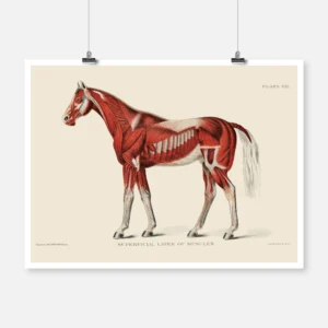 Superficial Layer of Muscles Horse Poster