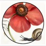 Terrestrial Mollusk, Poppy Anemone and Crane Fly Poster