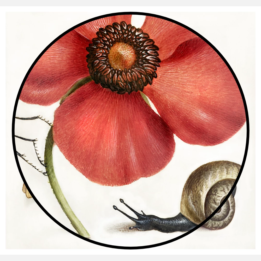 Terrestrial Mollusk, Poppy Anemone and Crane Fly Poster