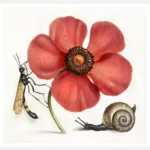 Terrestrial Mollusk, Poppy Anemone and Crane Fly Poster