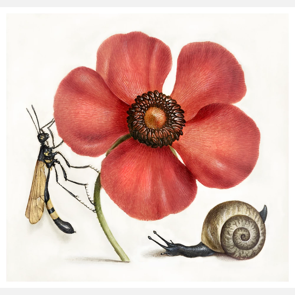 Terrestrial Mollusk, Poppy Anemone and Crane Fly Poster