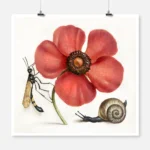 Terrestrial Mollusk, Poppy Anemone and Crane Fly Poster