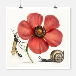 Terrestrial Mollusk, Poppy Anemone and Crane Fly Poster