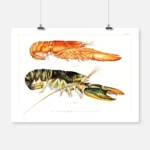 The American Lobster Poster