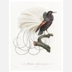 Twelve Wired Bird of Paradise Poster