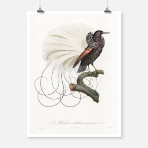 Twelve Wired Bird of Paradise Poster