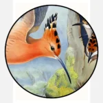 Upopa Epops Eurasian Hoopoe Poster