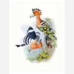 Upopa Epops Eurasian Hoopoe Poster