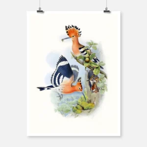 Upopa Epops Eurasian Hoopoe Poster