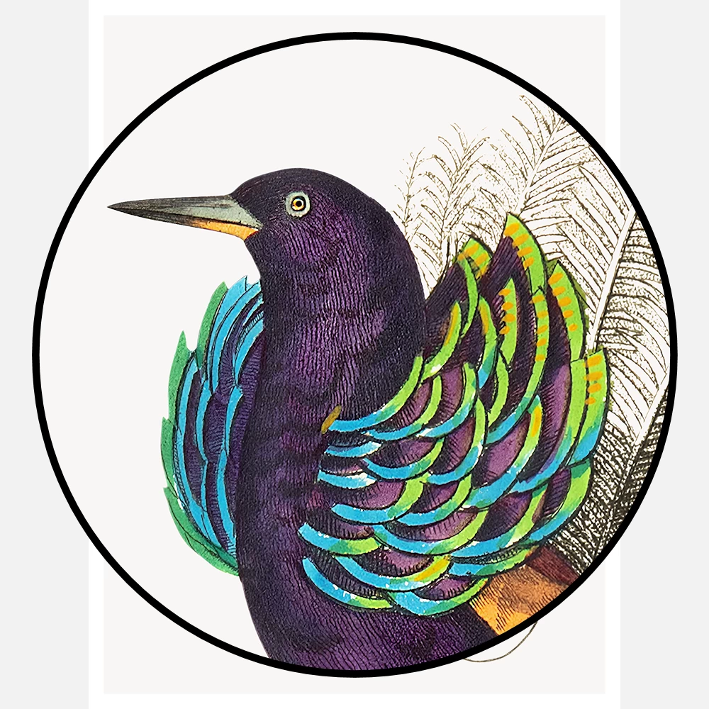 Vaillantian Paradise Bird or Violet Black Bird of Paradise Poster