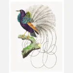 Vaillantian Paradise Bird or Violet Black Bird of Paradise Poster
