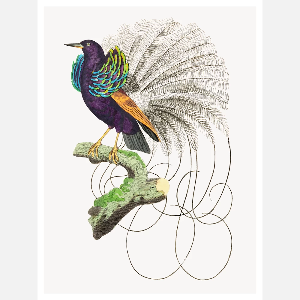Vaillantian Paradise Bird or Violet Black Bird of Paradise Poster