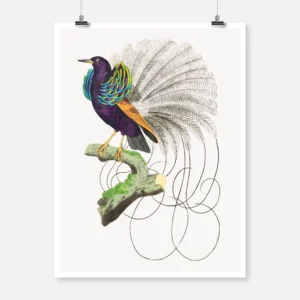 Vaillantian Paradise Bird or Violet Black Bird of Paradise Poster
