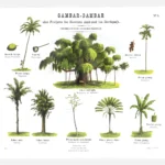 Vegetation Poster