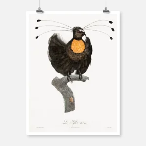 Western Parotia Bird of Paradise Poster