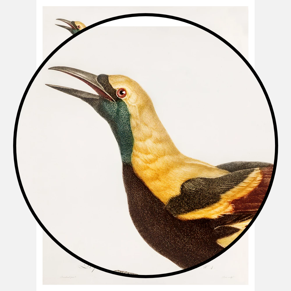 Young Emperor Bird of Paradise Poster